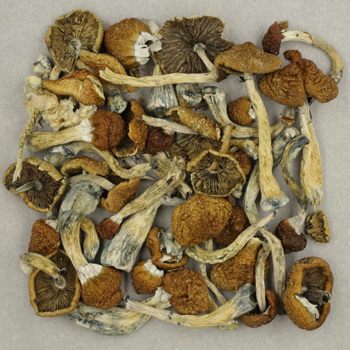 Trans Envy Trans Envy - Image 2