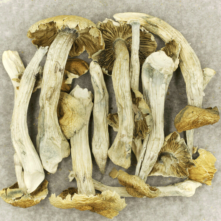 Jerry Garcia Jerry Garcia - Image 2