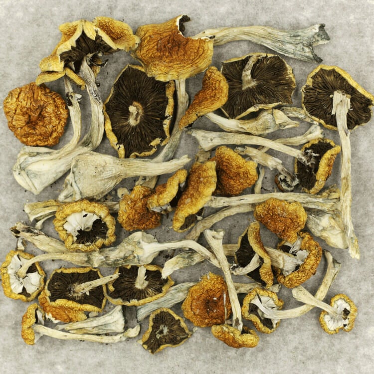 Tanam Negara Tanam Negara - Image 2