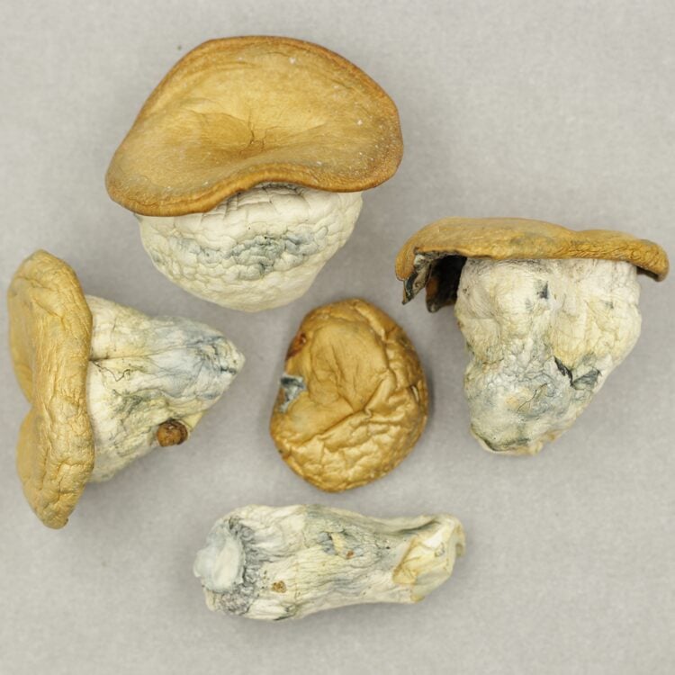 Squat Mac Squat Mac - Image 2