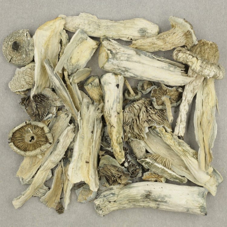 White Rabbit White Rabbit - Image 2